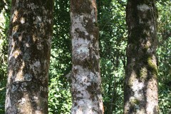 Garcinia gummi-gutta